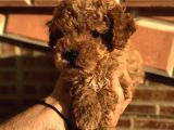 Red Brawn Dişi Toy Poodle