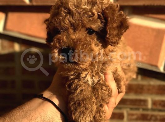 Red Brawn Dişi Toy Poodle görsel