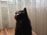 Bri̇ti̇sh Shorthai̇r (Si̇lver&Black)