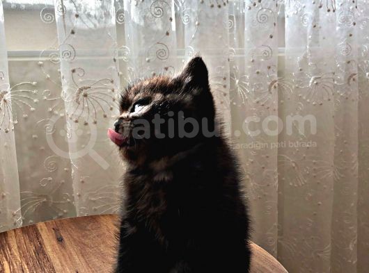 Bri̇ti̇sh Shorthai̇r (Si̇lver&Black) görsel