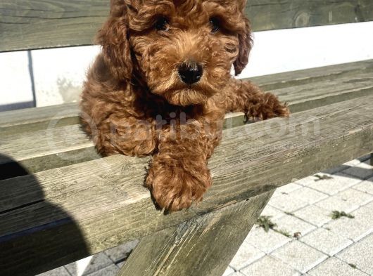 Red Brawn Toy Poodle Bebekler görsel