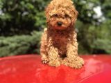 Orji̇nal Toy Poodle Di̇şi̇ Ve Erkek