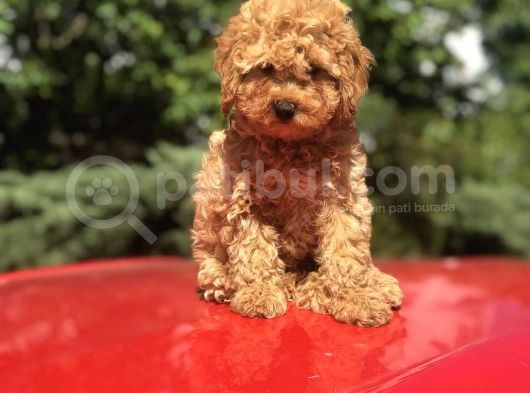 Orji̇nal Toy Poodle Di̇şi̇ Ve Erkek görsel