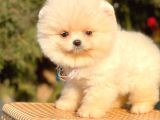 Safkan Pomeranian Boo Yavrularımız