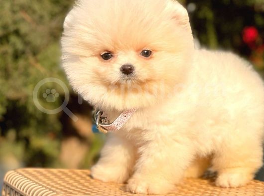Safkan Pomeranian Boo Yavrularımız görsel