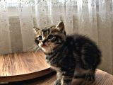 Bri̇ti̇sh Shorthai̇r (Si̇lver&Black)