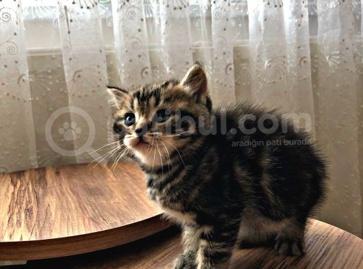 Bri̇ti̇sh Shorthai̇r (Si̇lver&Black) görsel