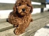 Red Brawn Toy Poodle Bebekler