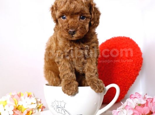Irk Ve Sağlık Garantili Toy Poodle Yavrulari