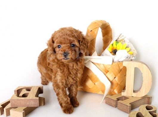 Irk Ve Sağlık Garantili Toy Poodle Yavrulari görsel