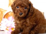 Irk Ve Sağlık Garantili Toy Poodle Yavrulari
