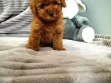 Orjinal Toy Boyut Poodle Yavrularimiz