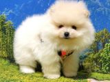 Teddy Face Pomeranian Boo Yavrularımız