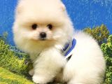 Teddy Bear Safkan Pomeranian Boo Yavrularımız