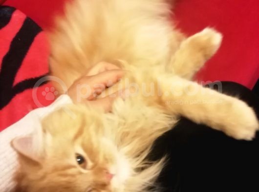 1 Yaşında Chincilla görsel
