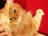 1 Yaşında Chincilla