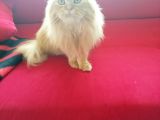 1 Yaşında Chincilla