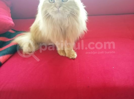 1 Yaşında Chincilla görsel
