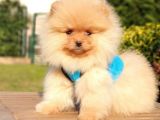 Teddy Bear Safkan Pomeranian Boo Yavrularımız