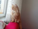 1 Yaşında Chincilla