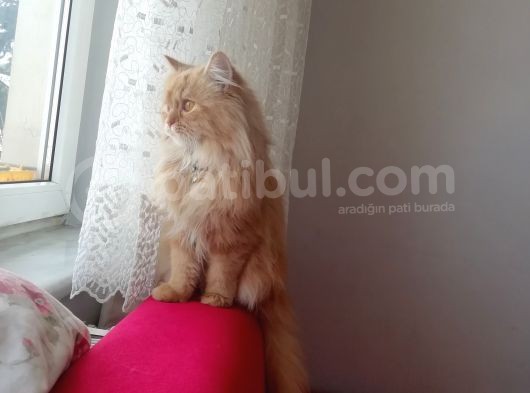 1 Yaşında Chincilla görsel