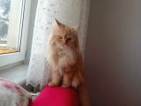 1 Yaşında Chincilla