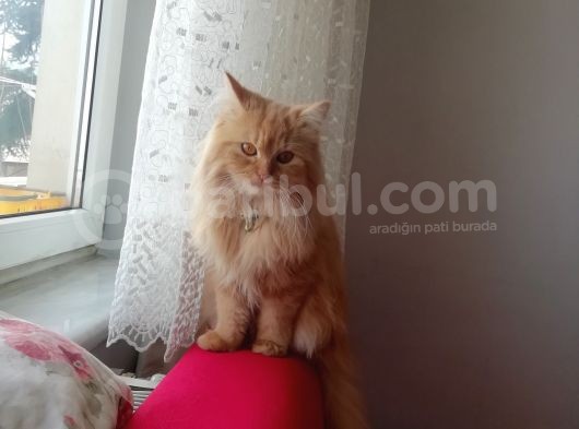 1 Yaşında Chincilla görsel