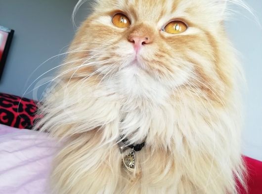 1 Yaşında Chincilla görsel