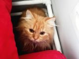 1 Yaşında Chincilla
