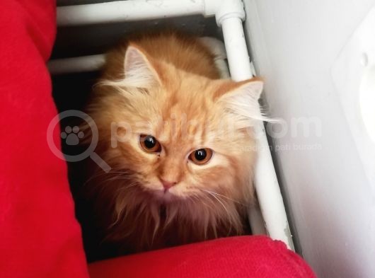 1 Yaşında Chincilla