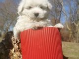 Küçük Maltipoo Bebeklerim