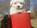 Küçük Maltipoo Bebeklerim