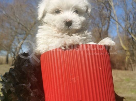 Küçük Maltipoo Bebeklerim görsel