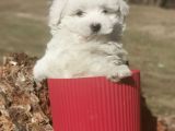 Küçük Maltipoo Bebeklerim