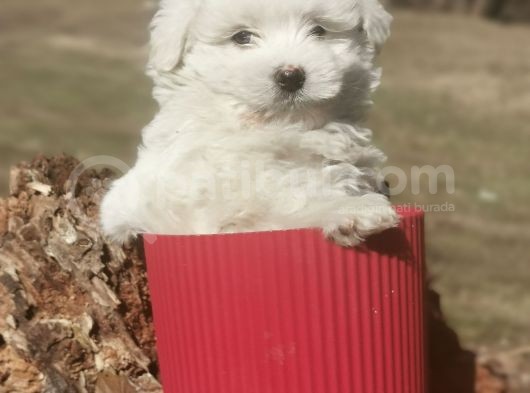 Küçük Maltipoo Bebeklerim