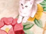 Bri̇ti̇sh Dost Canlisi Yavru Kedi̇