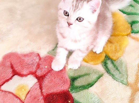 Bri̇ti̇sh Dost Canlisi Yavru Kedi̇ görsel
