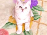 Bri̇ti̇sh Dost Canlisi Yavru Kedi̇