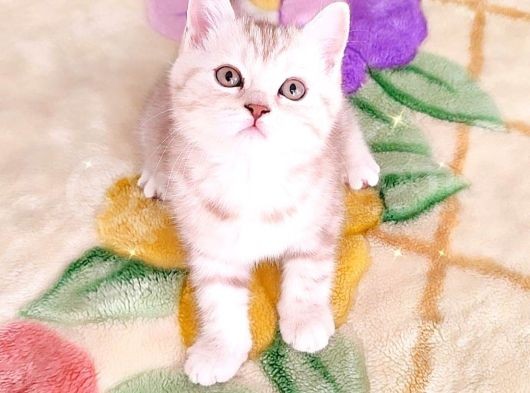 Bri̇ti̇sh Dost Canlisi Yavru Kedi̇ görsel