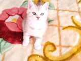 Bri̇ti̇sh Dost Canlisi Yavru Kedi̇