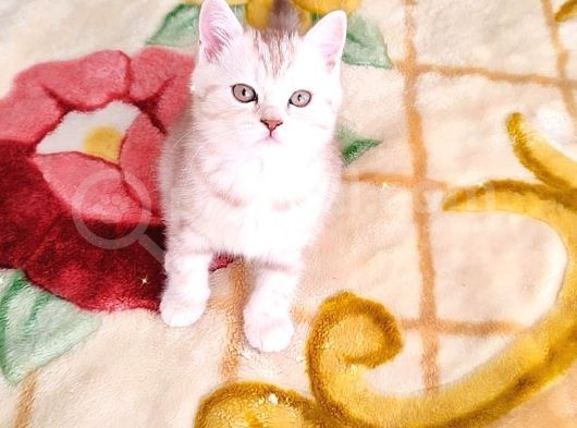 Bri̇ti̇sh Dost Canlisi Yavru Kedi̇ görsel
