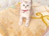 Bri̇ti̇sh Dost Canlisi Yavru Kedi̇