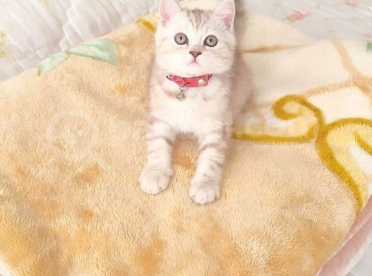Bri̇ti̇sh Dost Canlisi Yavru Kedi̇