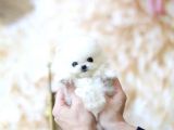 Yavru Patiler Farkı ile