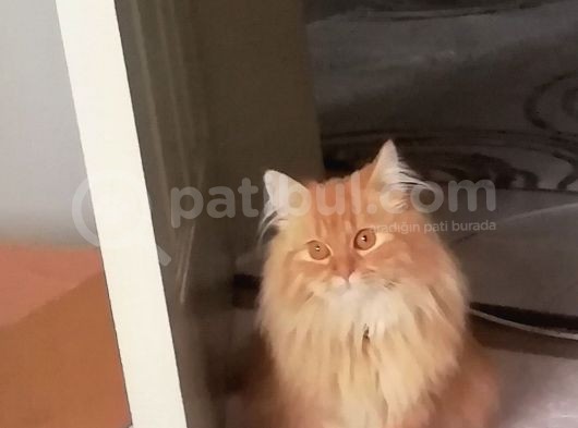 1 Yaşında Chincilla görsel