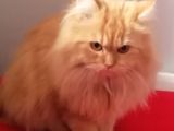 1 Yaşında Chincilla