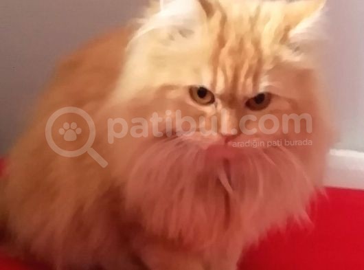 1 Yaşında Chincilla görsel