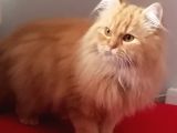 1 Yaşında Chincilla