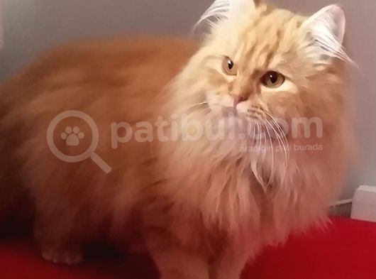 1 Yaşında Chincilla görsel