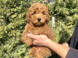 Di̇şi̇ Erkek Garanti̇li̇ Red Brown Toy Poodle Oyuncak Bebekler